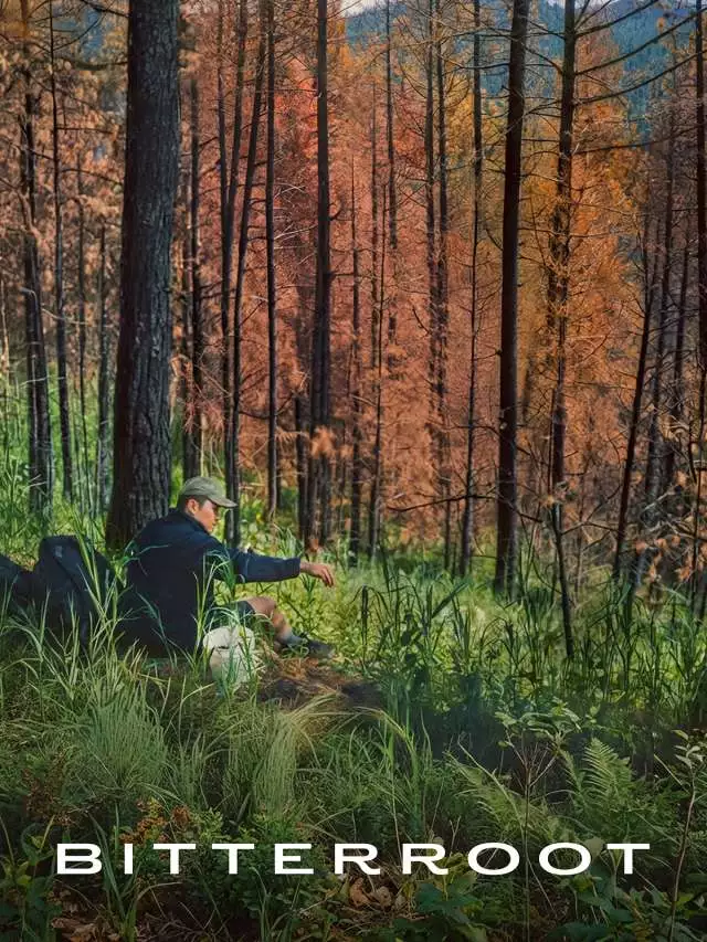 Bitterroot